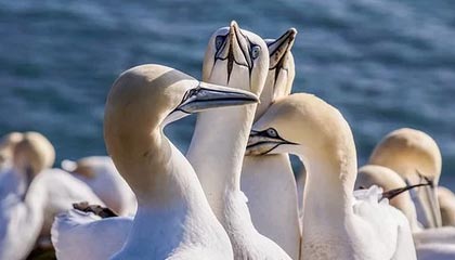 开云在线：云端生活新纪元的开启