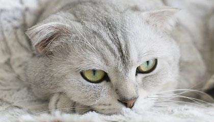 开云在线：云端生活新纪元的开启